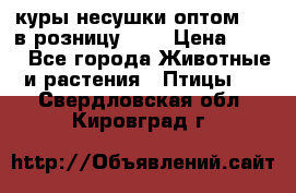 куры несушки.оптом 160 в розницу 200 › Цена ­ 200 - Все города Животные и растения » Птицы   . Свердловская обл.,Кировград г.